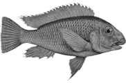 Petrochromis polyodon
